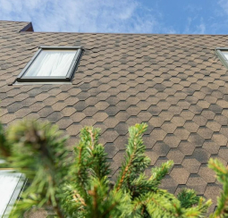 Шинглас Соната